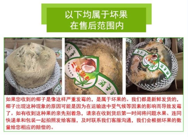 海南椰青9个批发【非泰国越南椰青】