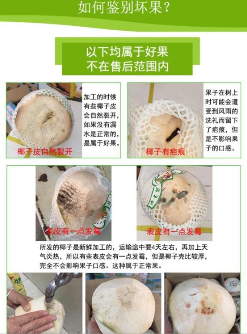 海南椰青9个批发【非泰国越南椰青】