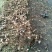 白玉蜗牛