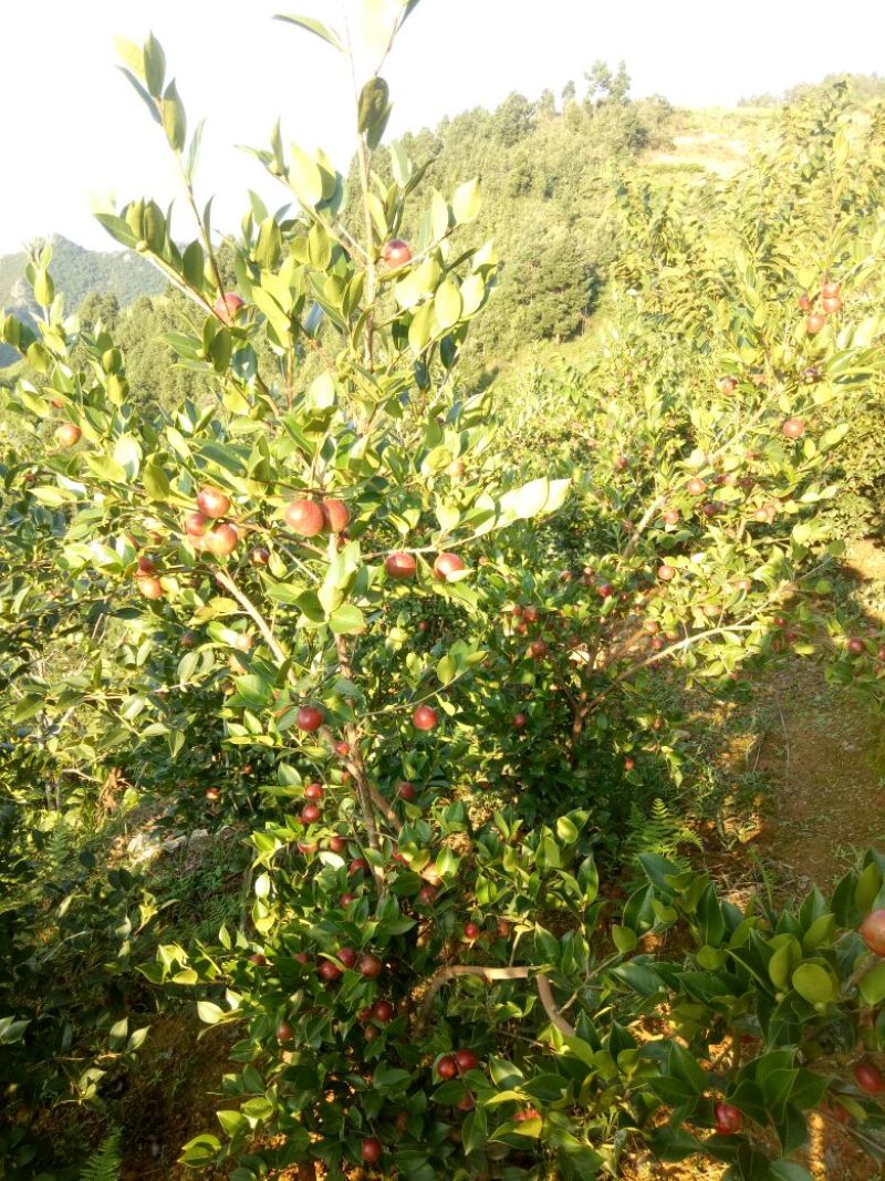又是油茶上市的季节，欢迎各位老板前来订购。