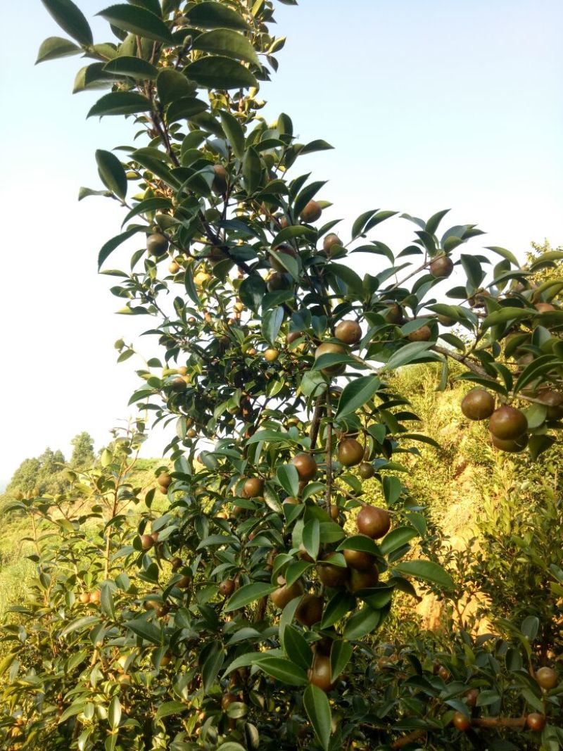 又是油茶上市的季节，欢迎各位老板前来订购。