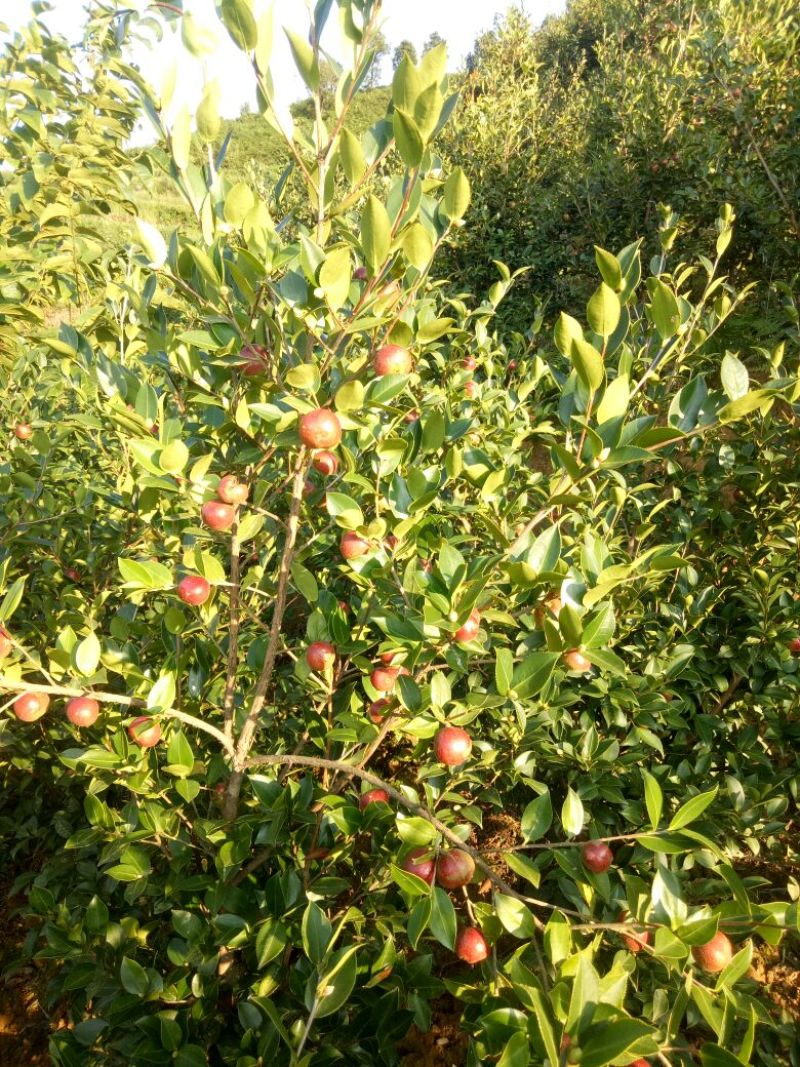 又是油茶上市的季节，欢迎各位老板前来订购。