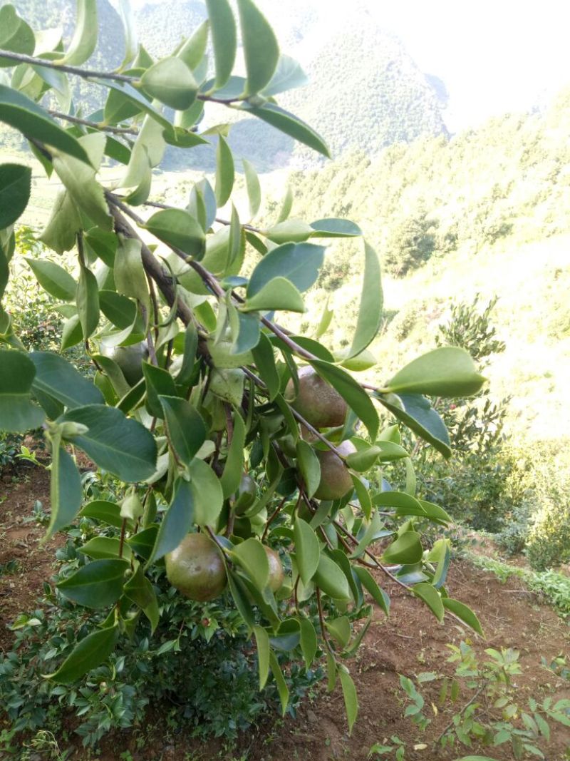 又是油茶上市的季节，欢迎各位老板前来订购。