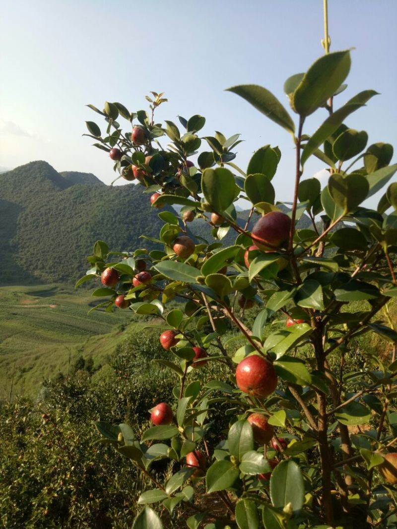 又是油茶上市的季节，欢迎各位老板前来订购。