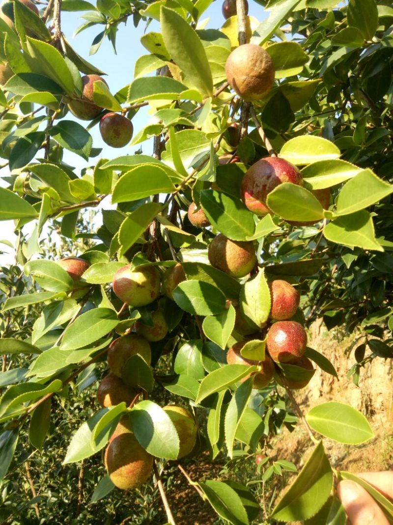 又是油茶上市的季节，欢迎各位老板前来订购。