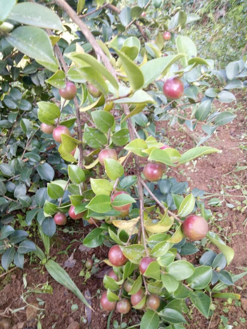 又是油茶上市的季节，欢迎各位老板前来订购。