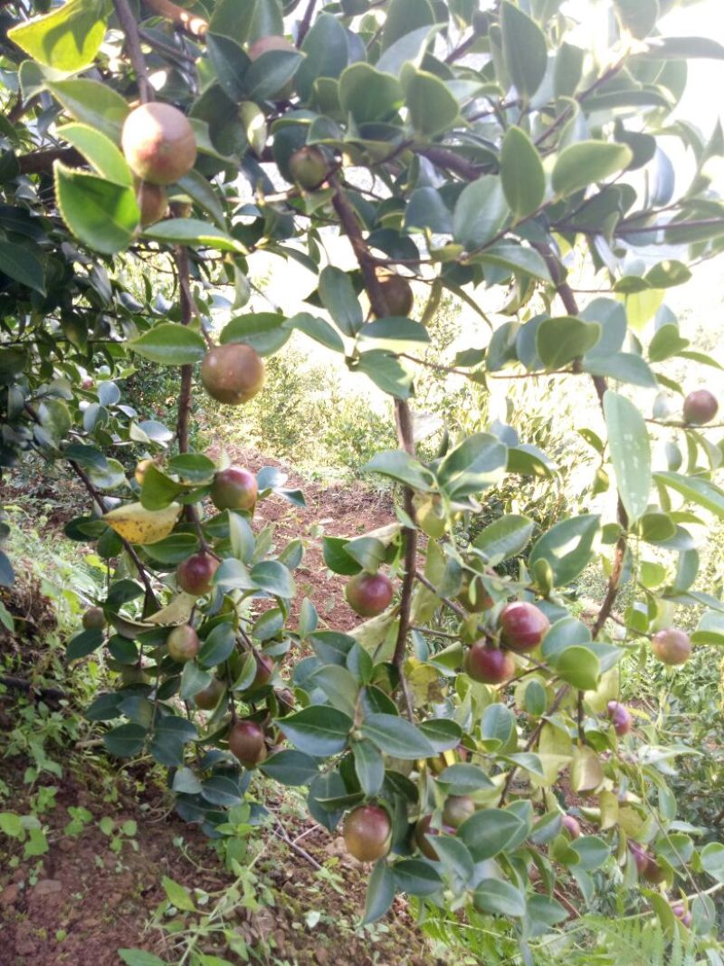 又是油茶上市的季节，欢迎各位老板前来订购。