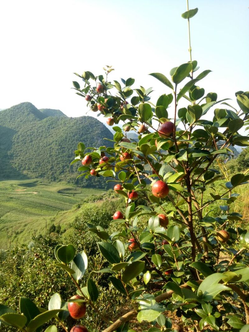 又是油茶上市的季节，欢迎各位老板前来订购。