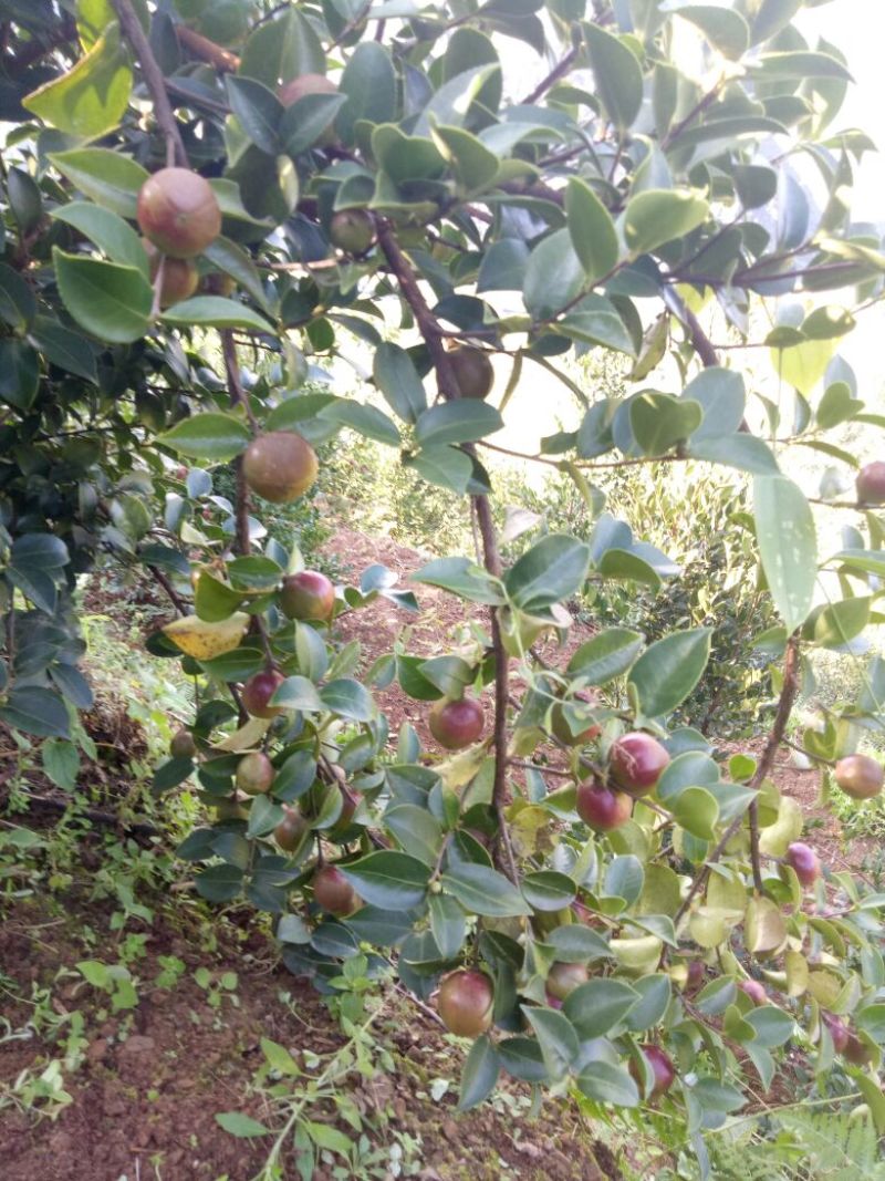 又是油茶上市的季节，欢迎各位老板前来订购。