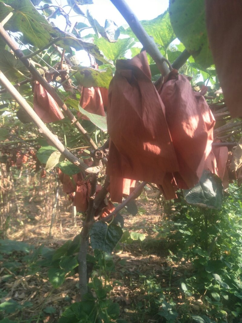 苍溪土特产红心猕猴桃口感好肉绿红心