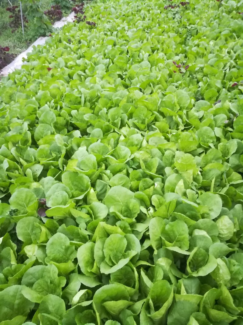江边肥沃平坦的六二百亩沙壞土，水路方便，适合种植优质蔬菜