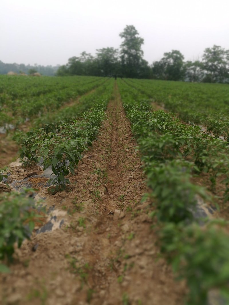 江边肥沃平坦的六二百亩沙壞土，水路方便，适合种植优质蔬菜