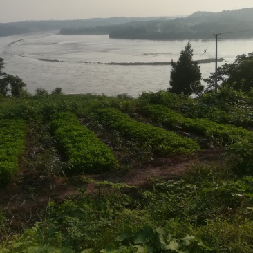 江边肥沃平坦的六二百亩沙壞土，水路方便，适合种植优质蔬菜