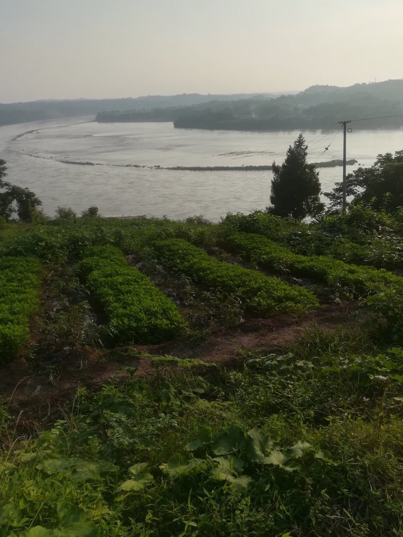 江边肥沃平坦的六二百亩沙壞土，水路方便，适合种植优质蔬菜
