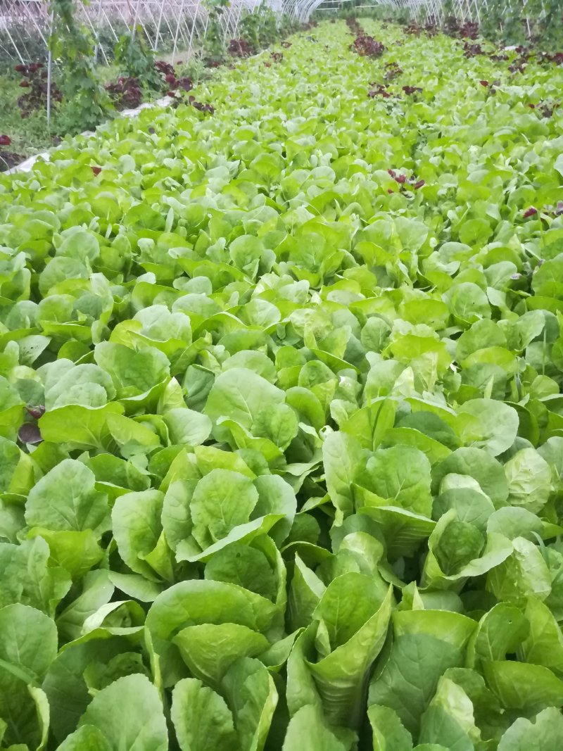 江边肥沃平坦的六二百亩沙壞土，水路方便，适合种植优质蔬菜