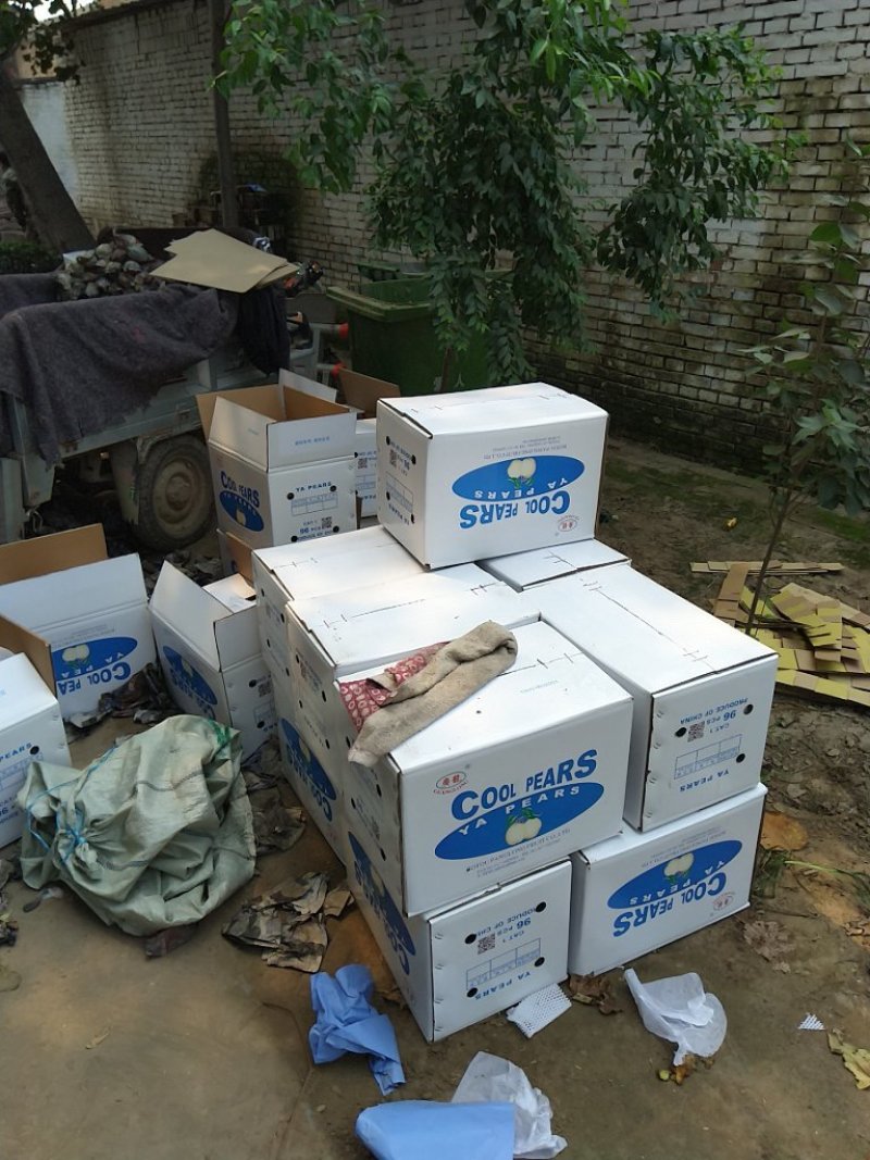 2023源产地水晶鸭梨大量有货专业代办代收代发代存666