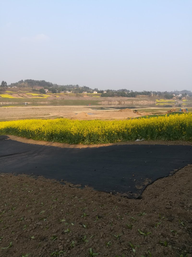 肥沃的沙壤地出租