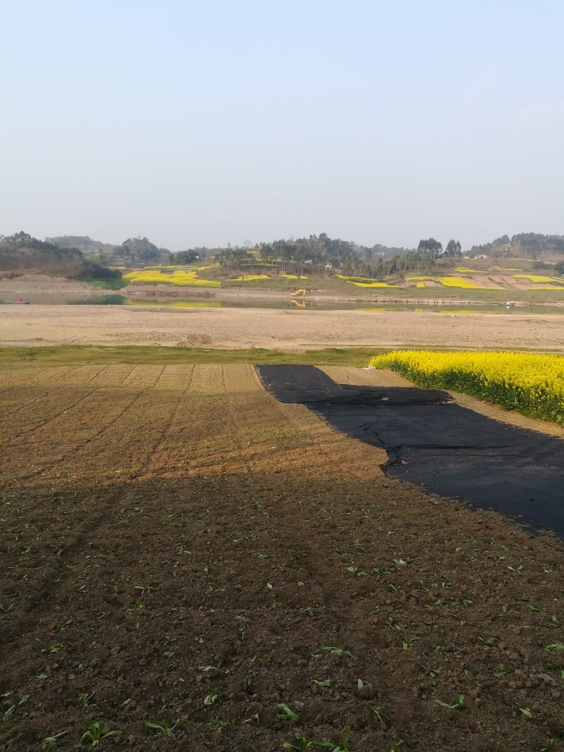 肥沃的沙壤地出租