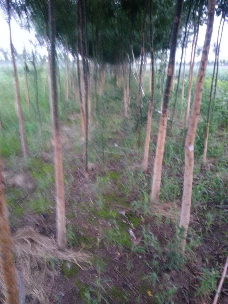 国槐4~6cm4cm以下1~2米