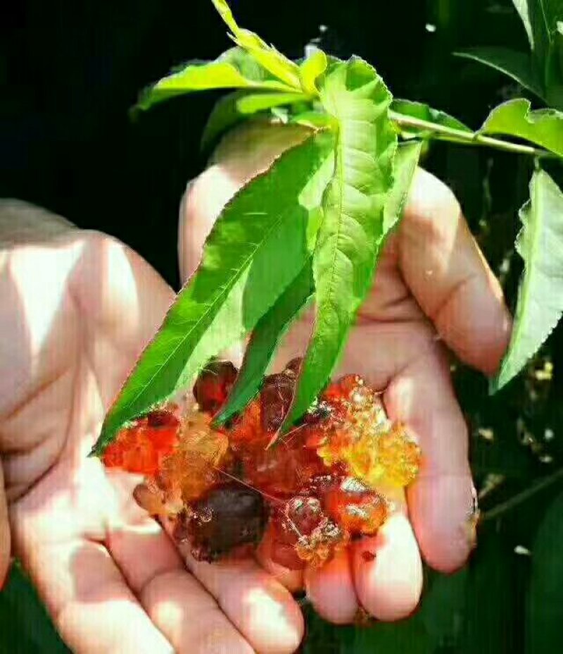 桃胶又叫桃花泪