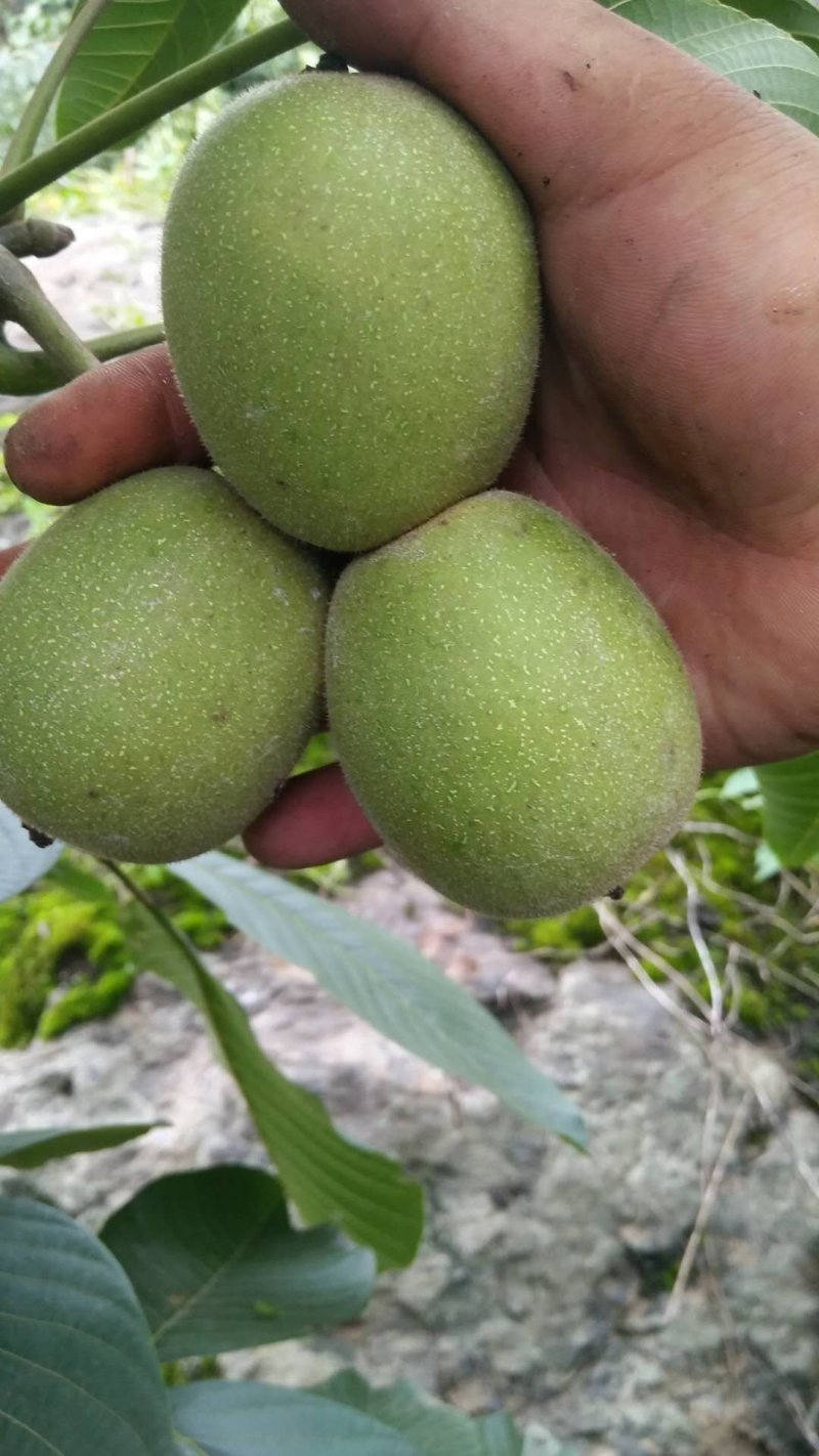 四川雅安石棉优质青皮核桃，味道香，口感脆