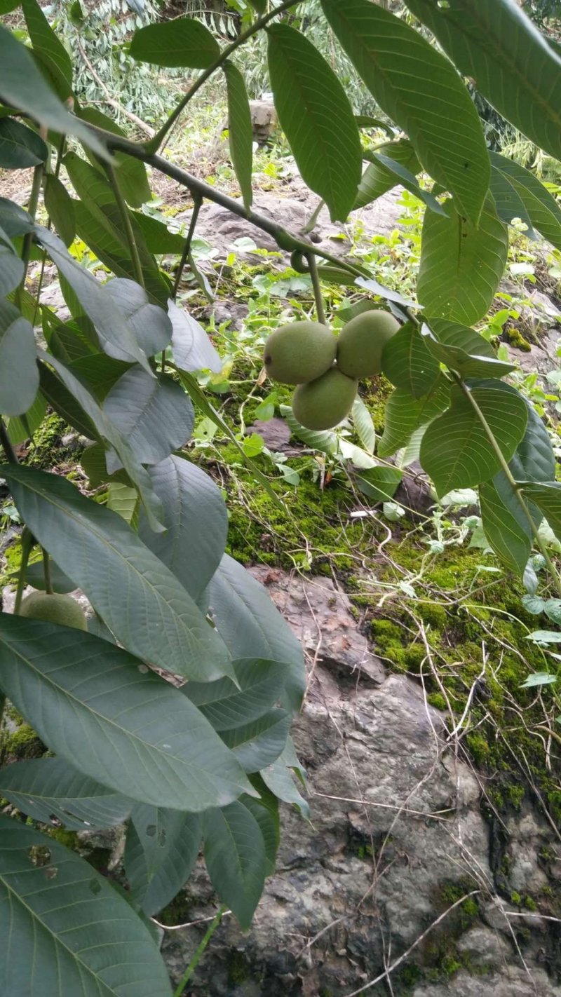 四川雅安石棉优质青皮核桃，味道香，口感脆