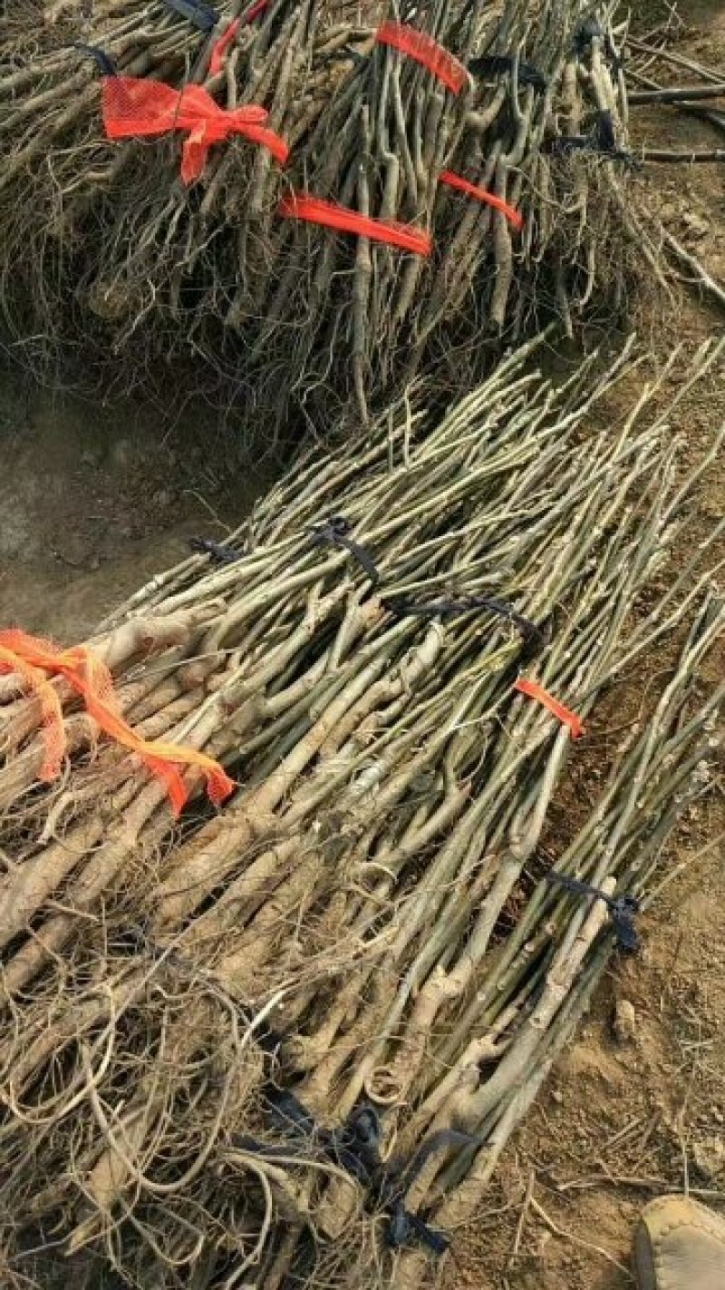 核桃苗，香玲，辽核，清香，8518，品种嫁接品