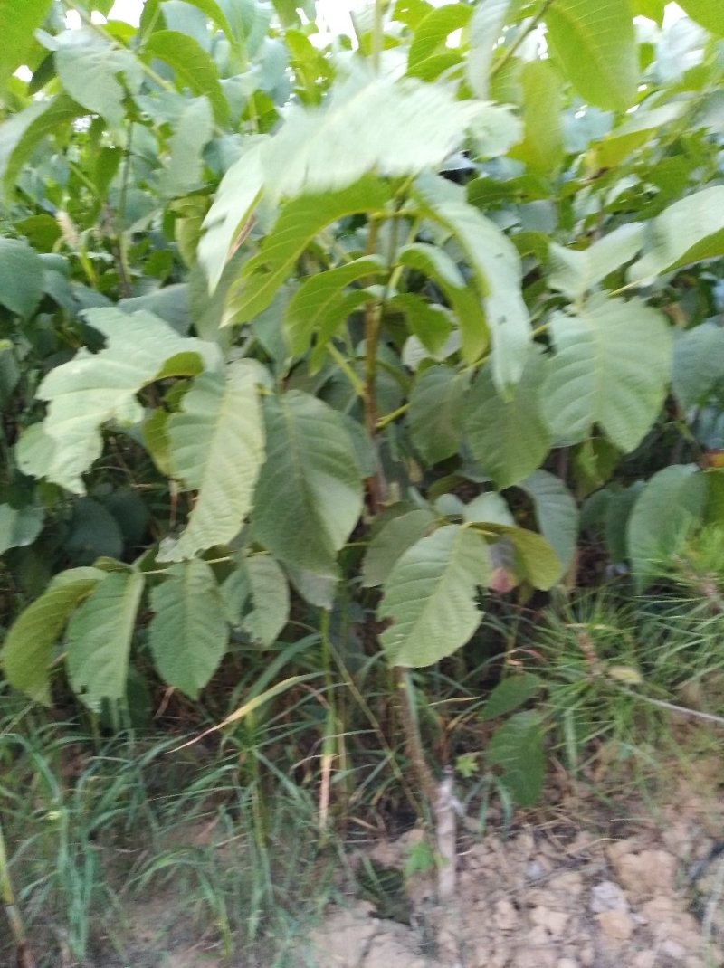 核桃苗，香玲，辽核，清香，8518，品种嫁接品