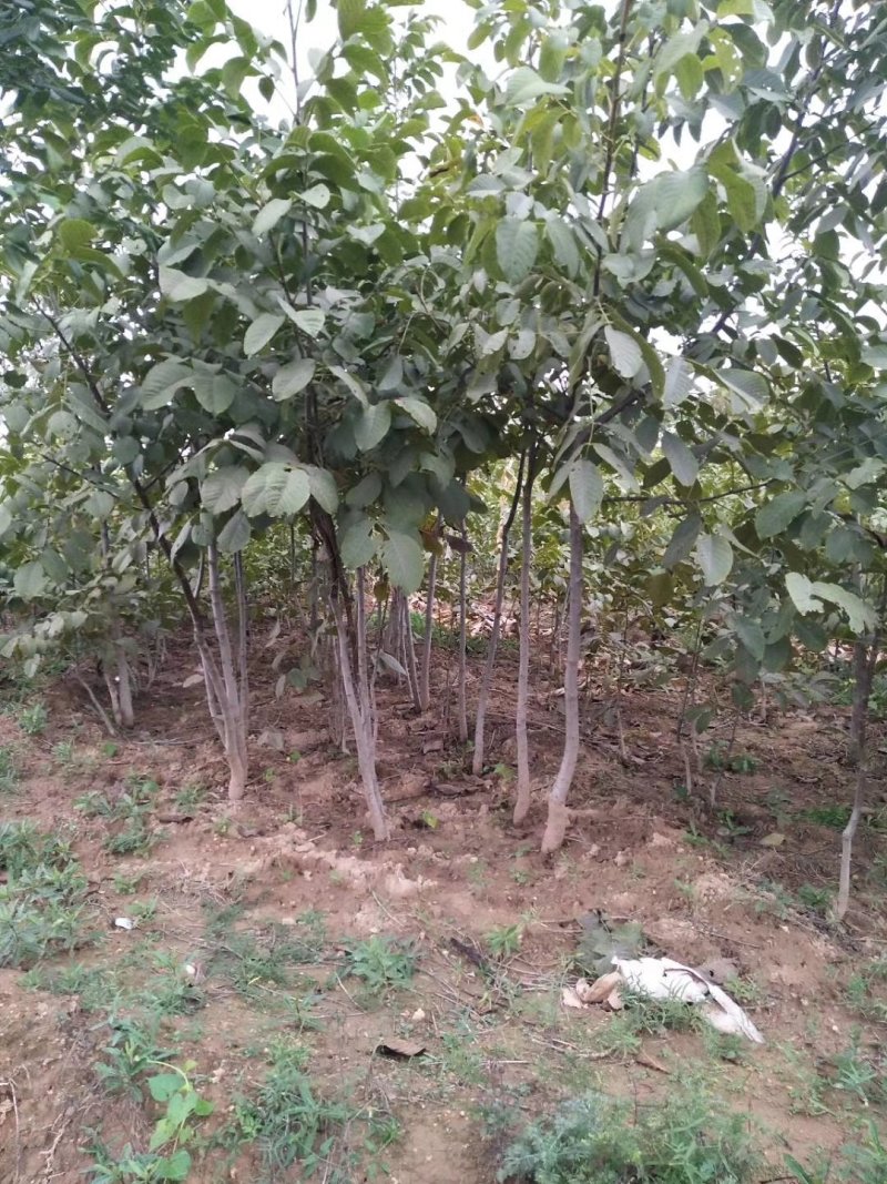 核桃苗，香玲，辽核，清香，8518，品种嫁接品