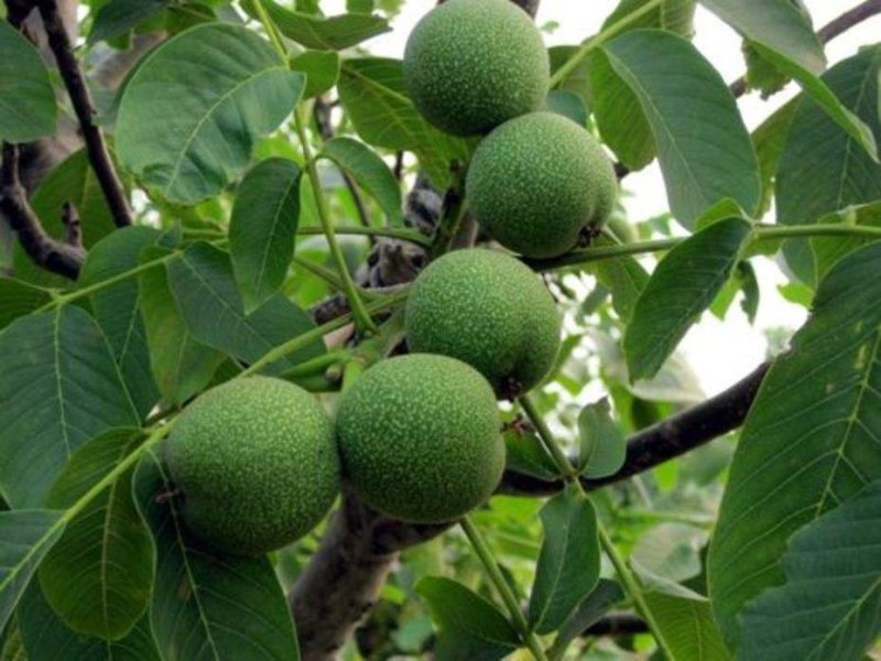 核桃苗，香玲，辽核，清香，8518，品种嫁接品