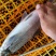 淡水鳕鱼