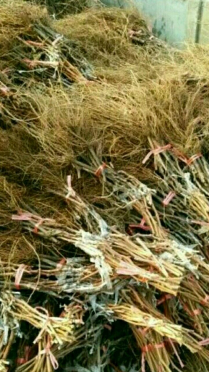 巨峰葡萄苗葡萄苗品种好吃不酸的老品种早结果