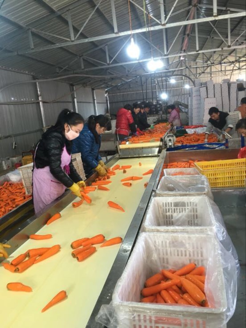 三红胡萝卜3两以上带土15厘米以上橙