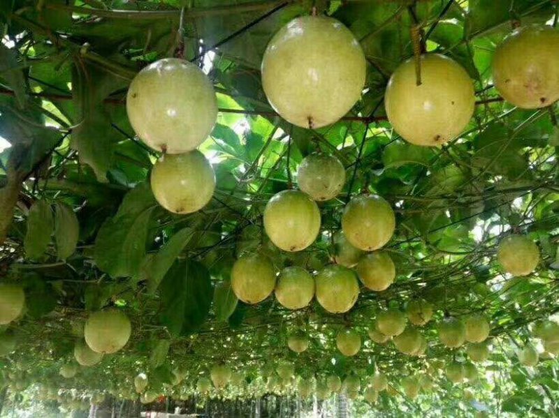 黄金百香果