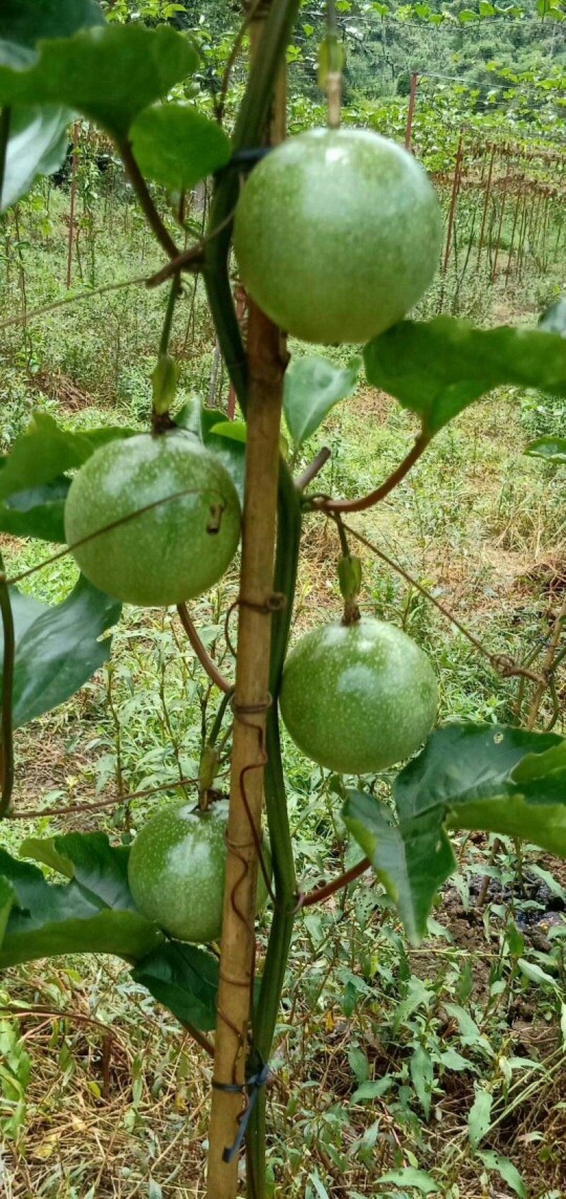 黄金百香果