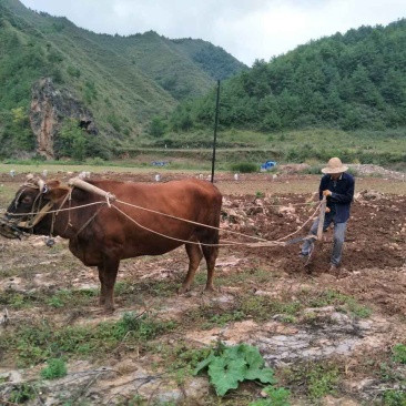 正宗旌德高山放养黄牛腿肉