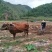 正宗旌德高山放养黄牛腿肉