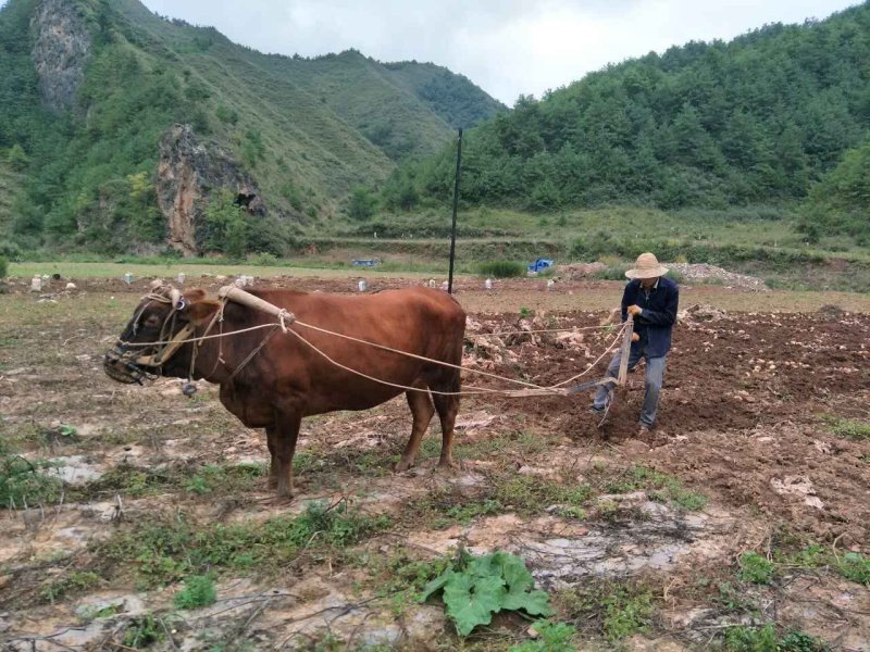 正宗旌德高山放养黄牛腿肉