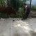 正宗旌德高山放养黄牛腿肉