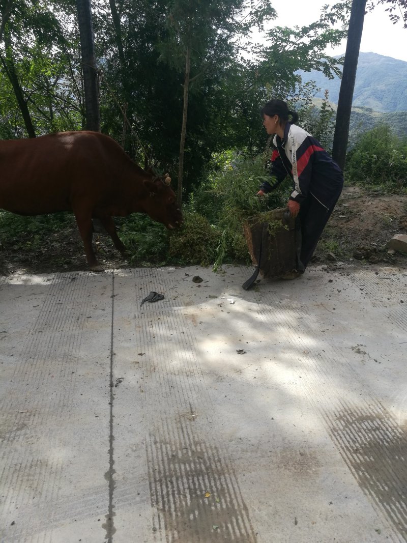正宗旌德高山放养黄牛腿肉