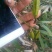 白芨果夹