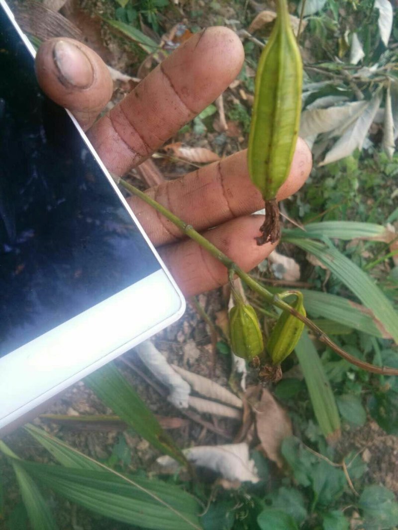 白芨果夹