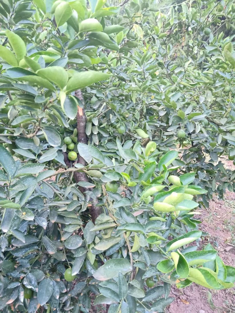 河边白柠檬