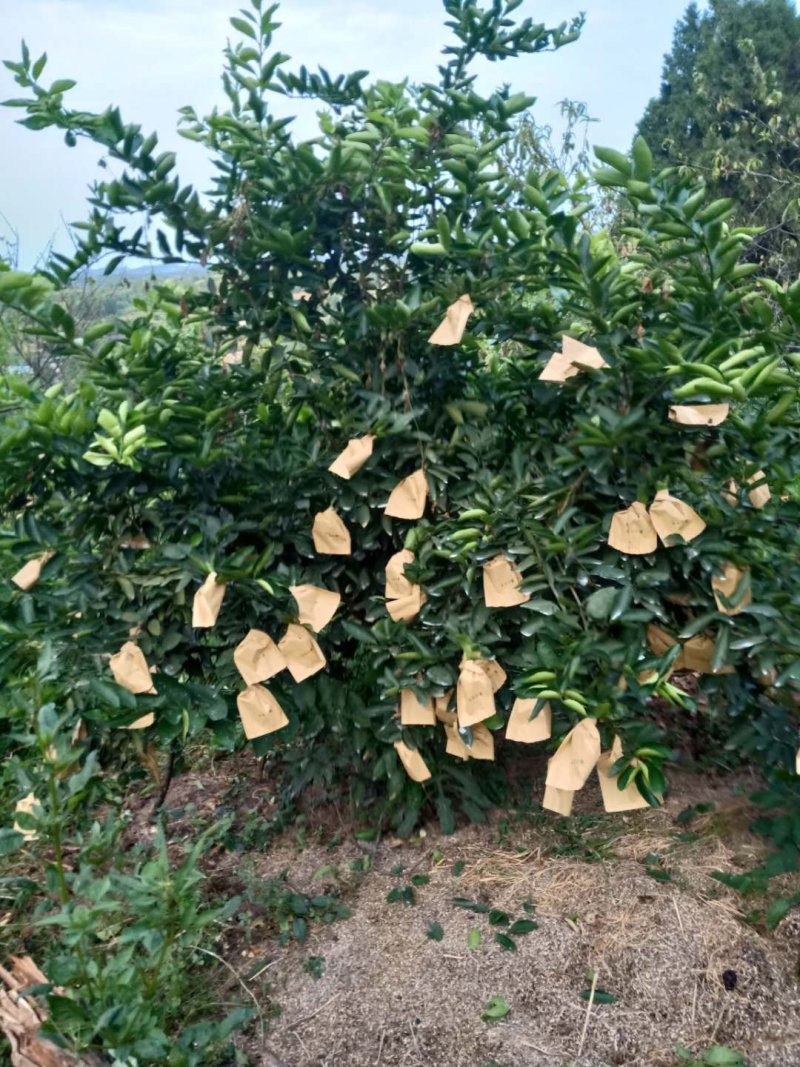 河边白柠檬