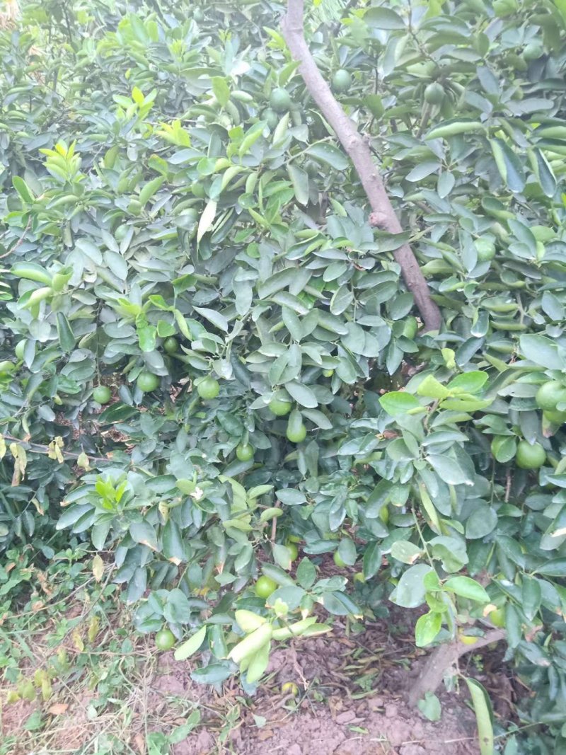 河边白柠檬