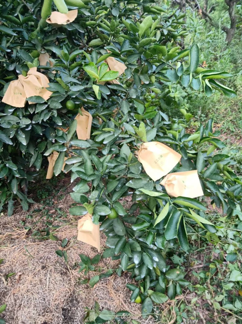 河边白柠檬