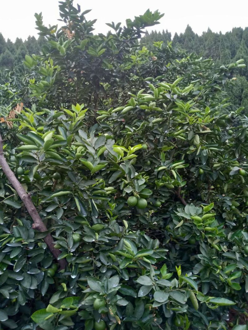 河边白柠檬