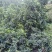 河边白柠檬