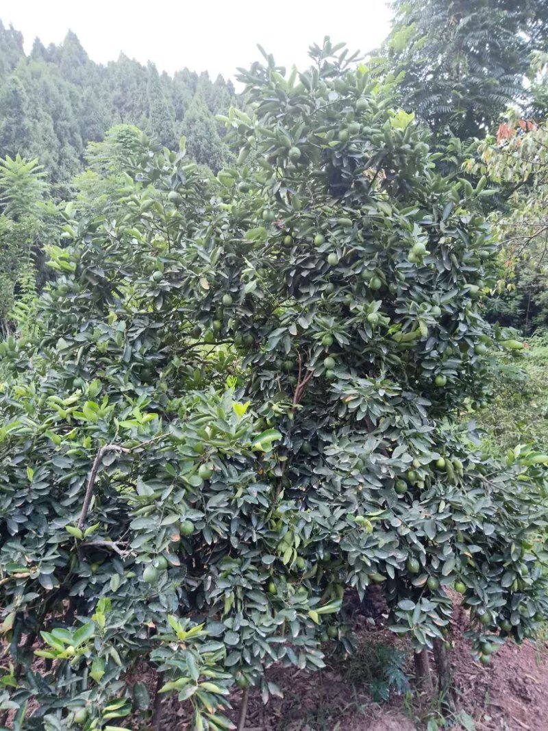 河边白柠檬