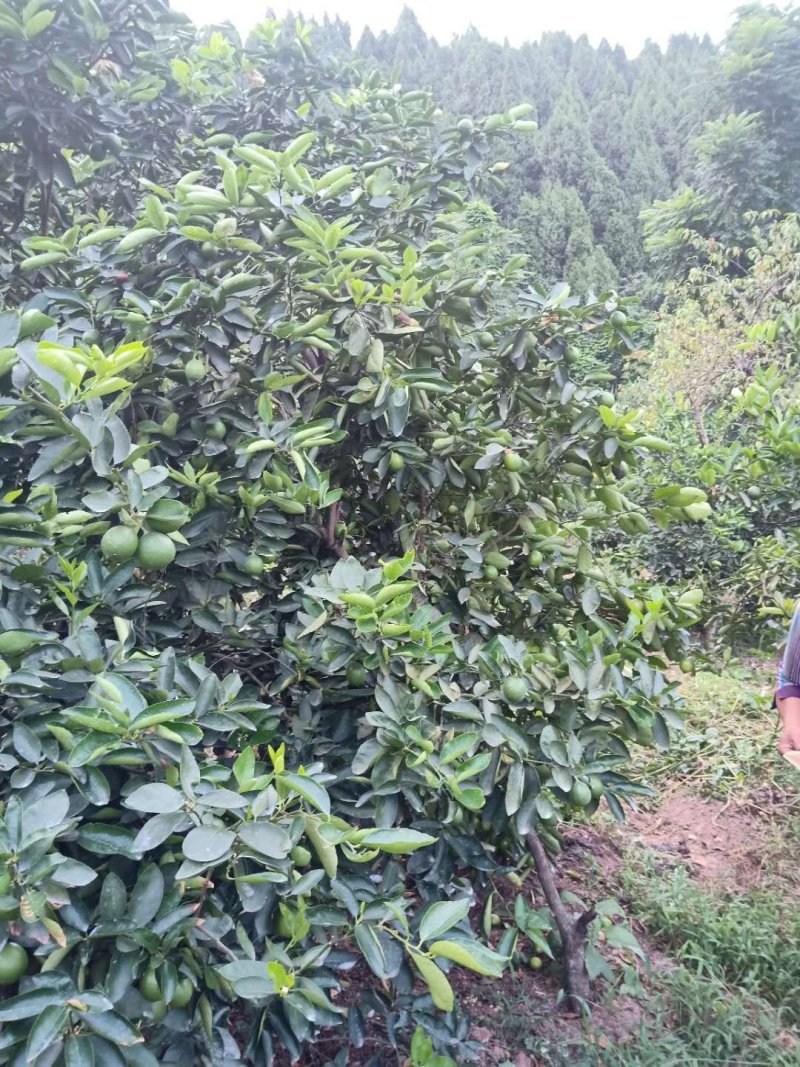 河边白柠檬